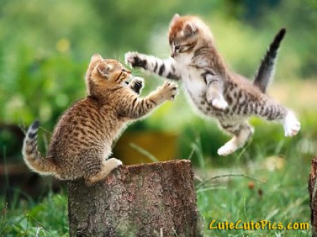 cute-kittens-playing-outside
